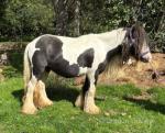 12.2hh Mare