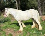 12.3hh Mare