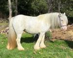 12.3hh Mare