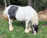 12.1hh Mare