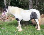 12.1hh Mare