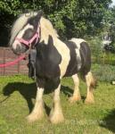Meg, 3 Year Old Filly
