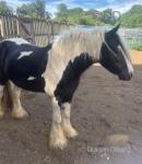 Meg, 3 Year Old Filly