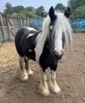 Meg, 3 Year Old Filly