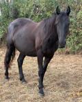 16hh Mare