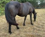 16hh Mare