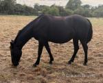 16hh Mare
