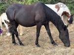 16hh Mare