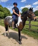 14.3hh Riding Mare