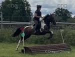 14.3hh Riding Mare