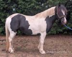14hh Mare