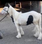 Yearling Colt