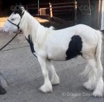Yearling Colt