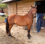 Maverick, New Forest Gelding 