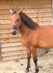 Maverick, New Forest Gelding 