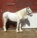 Peanut, 11.2hh Riding Gelding 