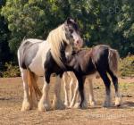 12hh Broodmare in Foal with Filly Foal at Foot