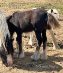 12hh Broodmare in Foal with Filly Foal at Foot
