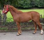 14.2hh Riding Gelding 