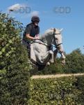 16.2hh Gelding