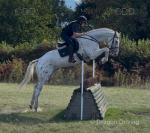 16.2hh Gelding