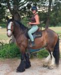 16hh Ride and Drive Gelding