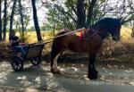16hh Ride and Drive Gelding