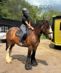 16hh Ride and Drive Gelding