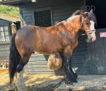 16hh Ride and Drive Gelding