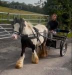 Dollar, Ride and Drive Colt