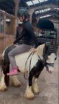Dollar, Ride and Drive Colt