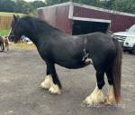 12hh Mare