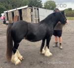 12hh Mare