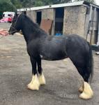 Filly
