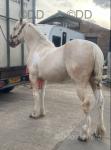 Brody 14.1hh Ride and Drive Gelding 