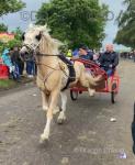 Brody 14.1hh Ride and Drive Gelding 