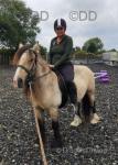 Handsome 13hh buckskin ride and drive gelding 5 years old. Good to catch, bath, pick feet. Vaccinated, wormed, passported. Broken to ride and drive but very low mileage and not for total novice - WhatsApp for videos. Handsome 13hh buckskin ride and drive gelding 5 years old. Good to catch, bath, pick feet. Vaccinated, wormed, passported. Broken to ride and drive but very low mileage and not for total novice - WhatsApp for videos.