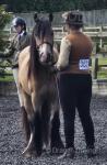 13hh Gelding 