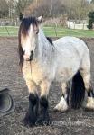 13hh Gelding 
