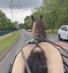 13hh Gelding 