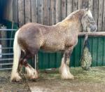 Simba, 14.1hh Gelding 