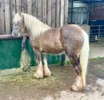 Simba, 14.1hh Gelding 