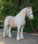 Lady, Filly
