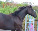Mighty Mac, Gelding 