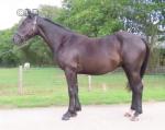Mighty Mac, Gelding 