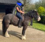 Ride & drive 13.3hh 10 year old black blagdon cob gelding. Has been professionally backed, which he proved to be excellent in the school and popping a few jumps and good to hack out alone or in company. Ride & drive 13.3hh 10 year old black blagdon cob gelding. Has been professionally backed, which he proved to be excellent in the school and popping a few jumps and good to hack out alone or in company.