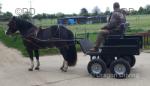 13.3hh Ride and Drive Gelding