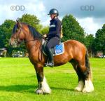 Connor, stunning show quality 14.1hh heavy cob gelding, 4 years old. He rides and drives, Connor has all the basics covered and ready for his next chapter in life. Connor, stunning show quality 14.1hh heavy cob gelding, 4 years old. He rides and drives, Connor has all the basics covered and ready for his next chapter in life.