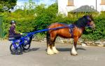 Connor, 14.1hh Ride and Drive Gelding 
