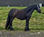 Lownthwaite Ivy, Fell Filly
